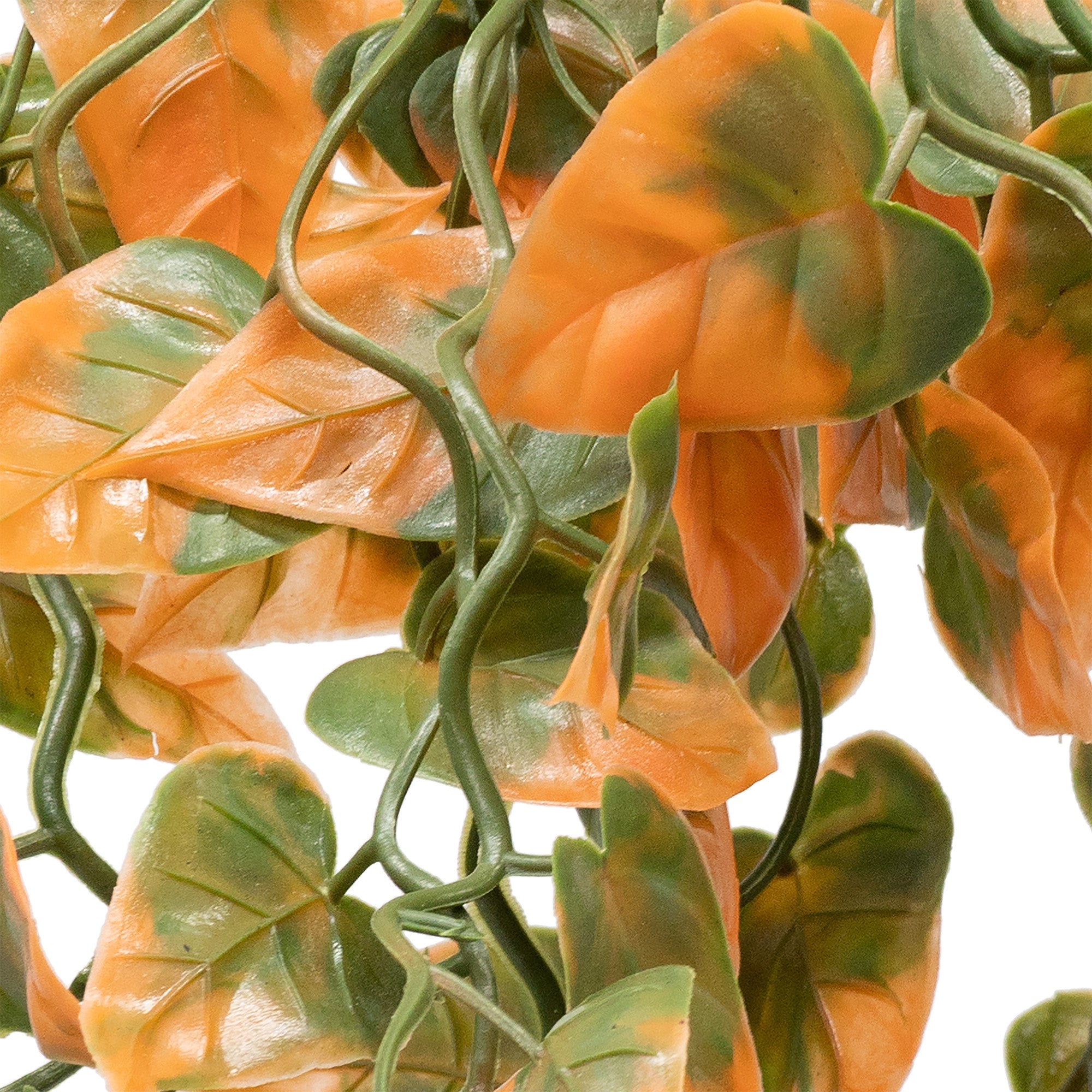 are pothos toxic to reptiles Pangea Plants | Orange | Pangea Reptile