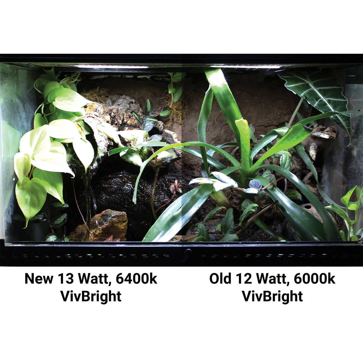 Pangea VivBright LED - comparison of old vs new versions.