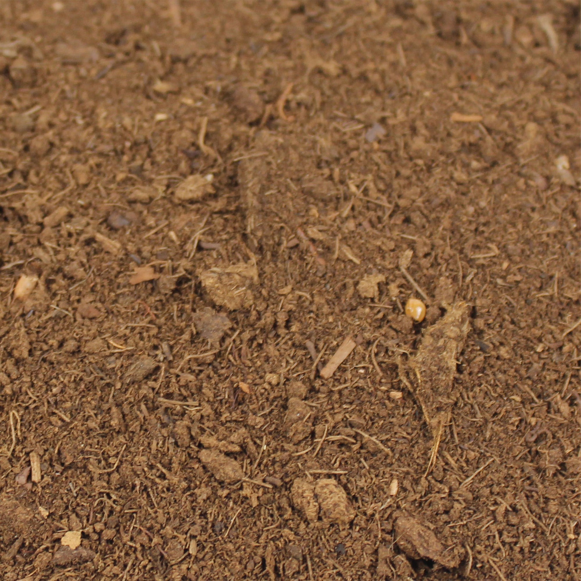 peat moss for snake plant Pangea Peat Moss