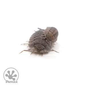 Armadillidium peraccae Isopods