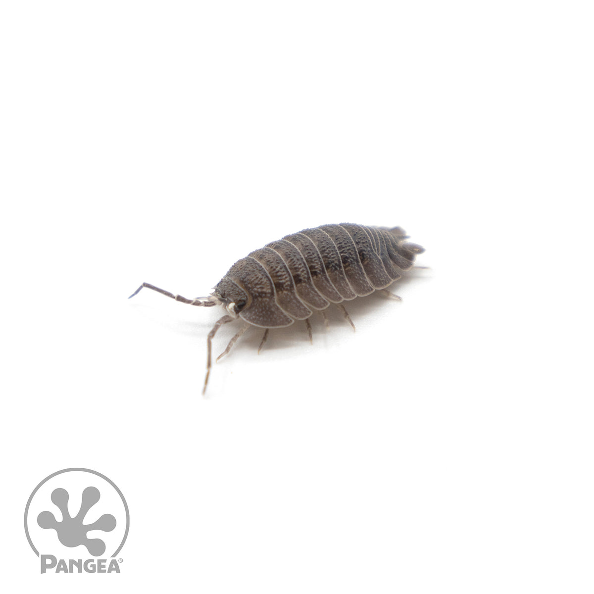Armadillidium peraccae Isopods