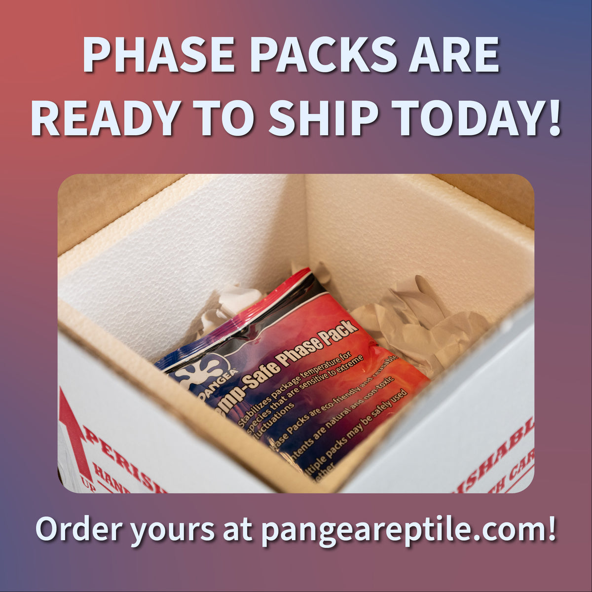 Pangea Temp-Safe Phase Pack - phase pack in box at angle ready to order from pangeareptile.com today.