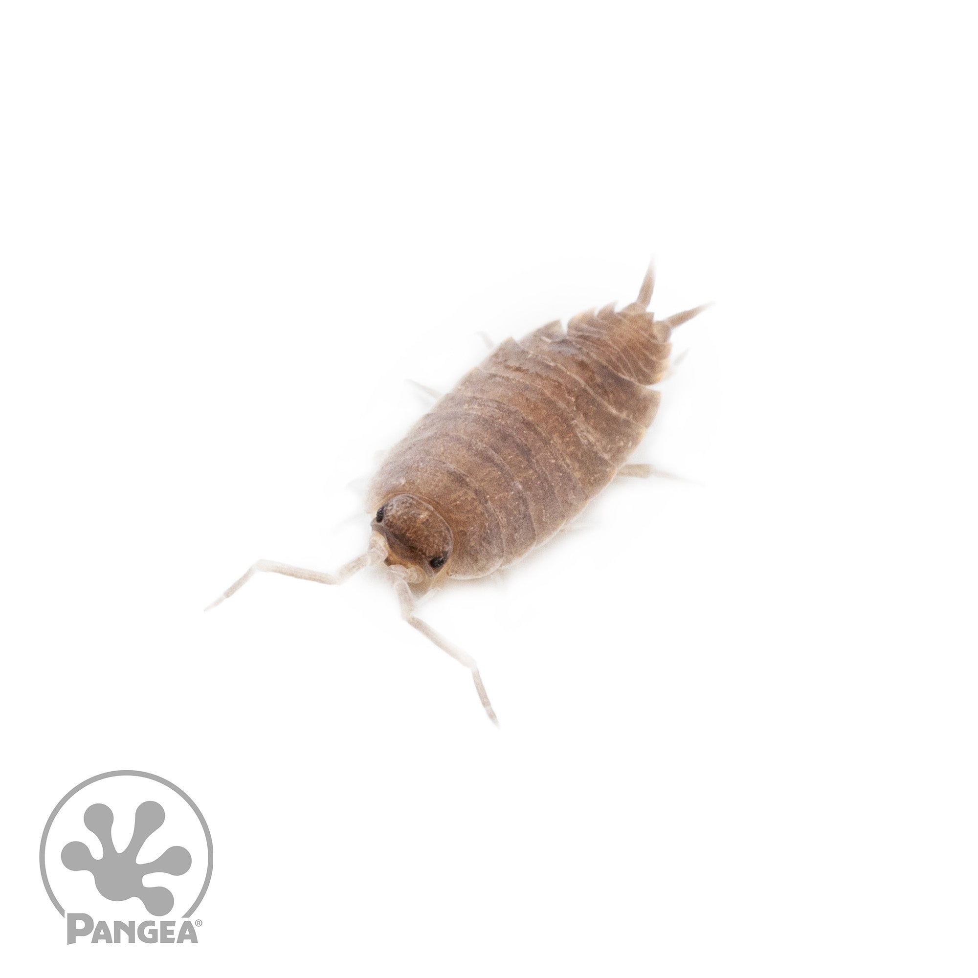 Porcellionides pruinosus 'Powder Blue' Isopods - Pangea Reptile LLC