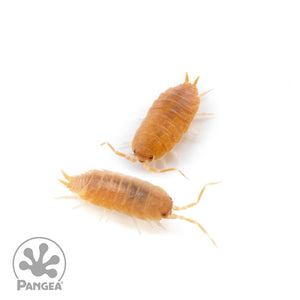 Porcellionides pruinosus 'Powder Orange' Isopods
