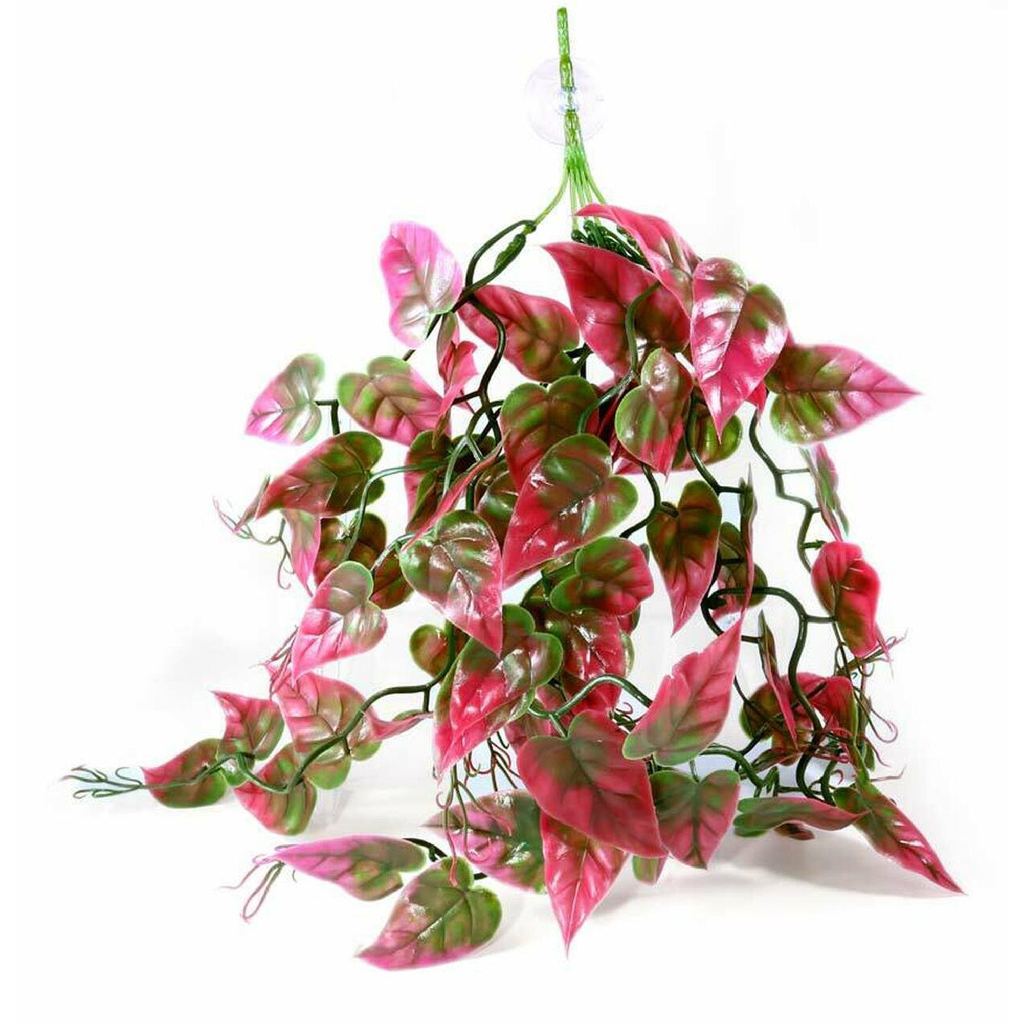 red pothos Pangea Plants | Red | Pangea Reptile