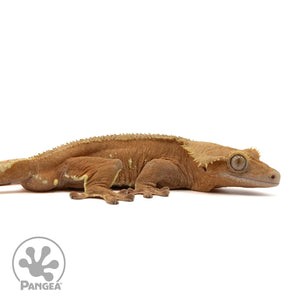 Cr-2301 facing right