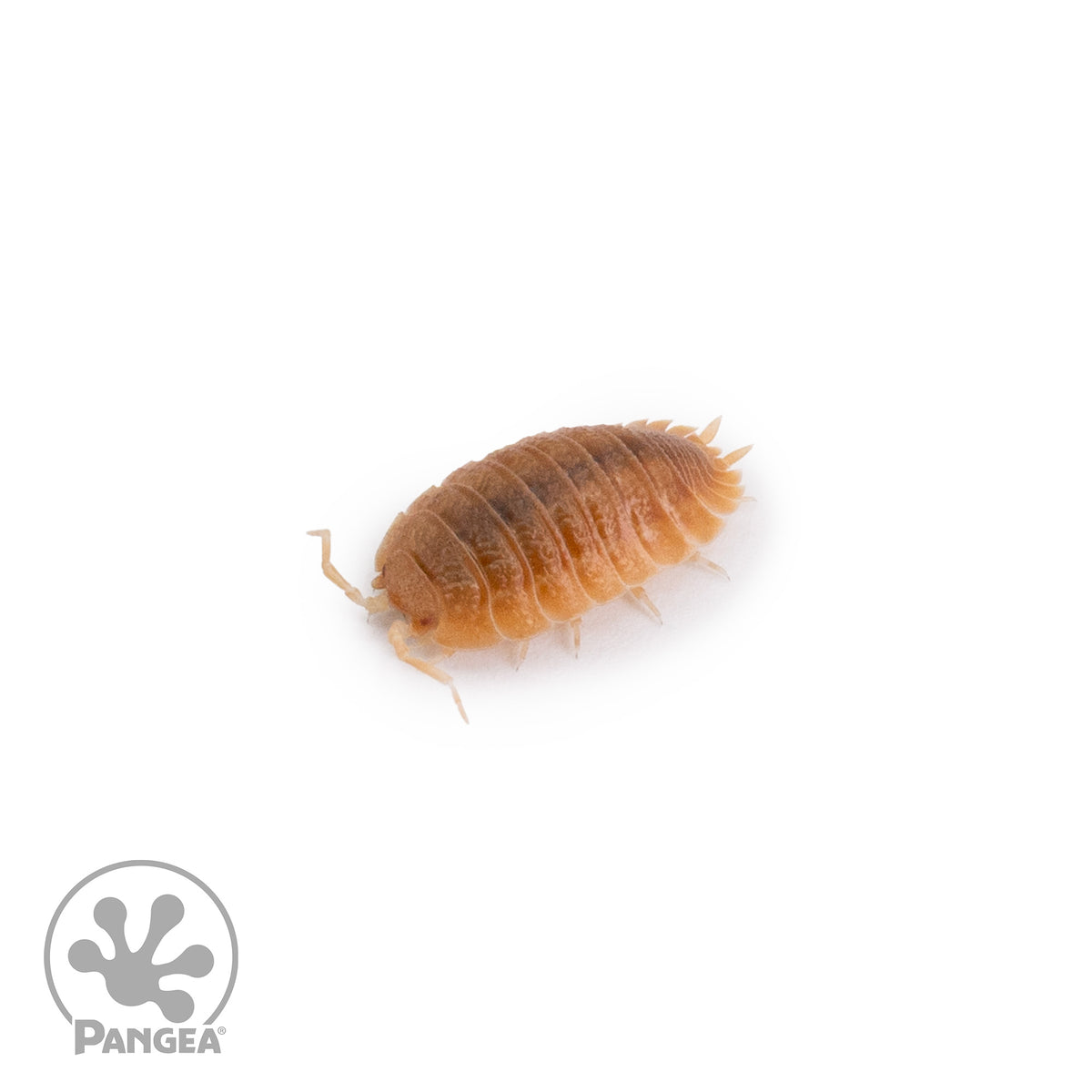 Porcellio dilatatus ‘Rust’ Isopods