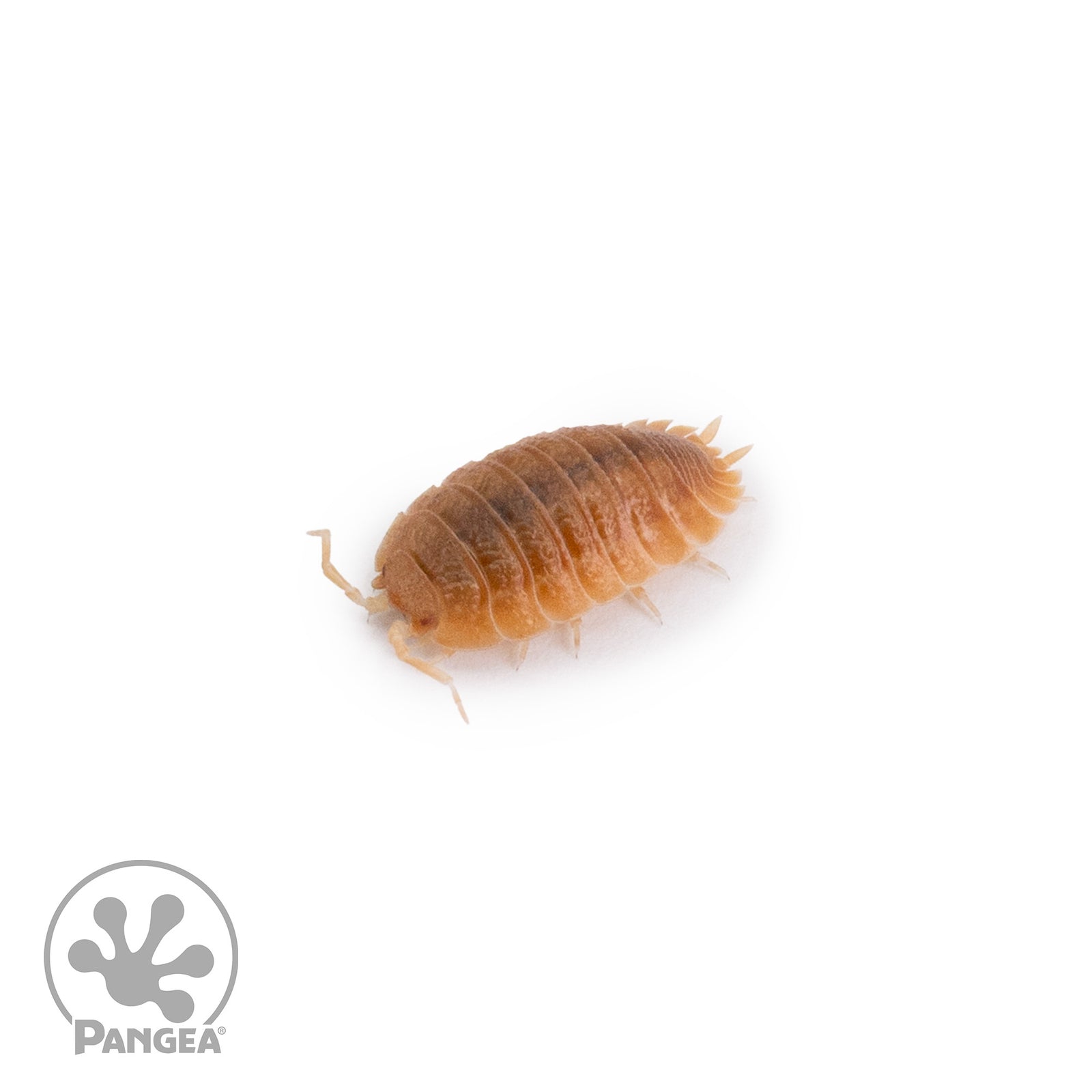 Porcellio dilatatus ‘Rust’ Isopods