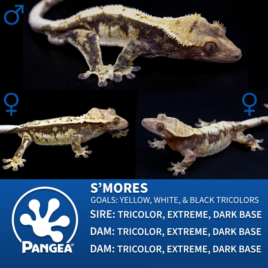Cr-2842 breeder graphic