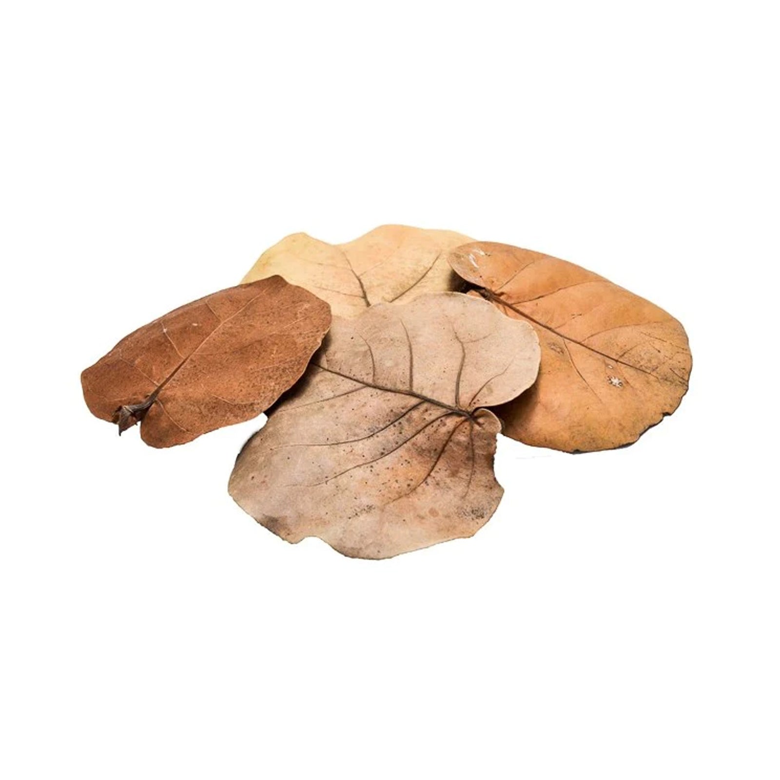 Sea Grape Leaf Litter