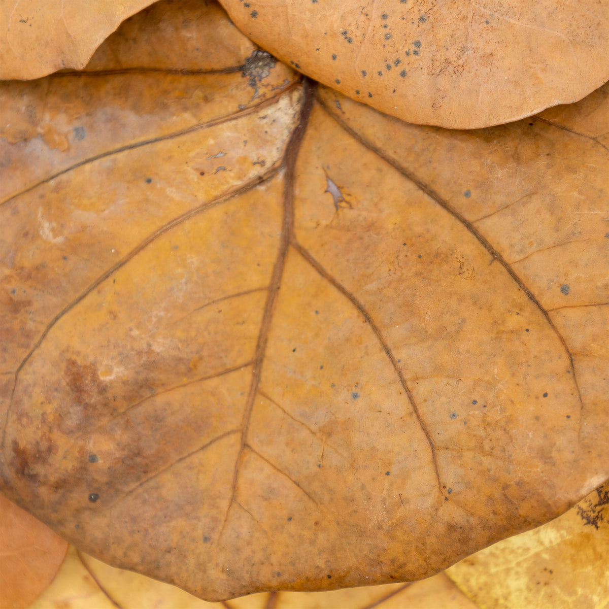 Sea Grape Leaf Litter