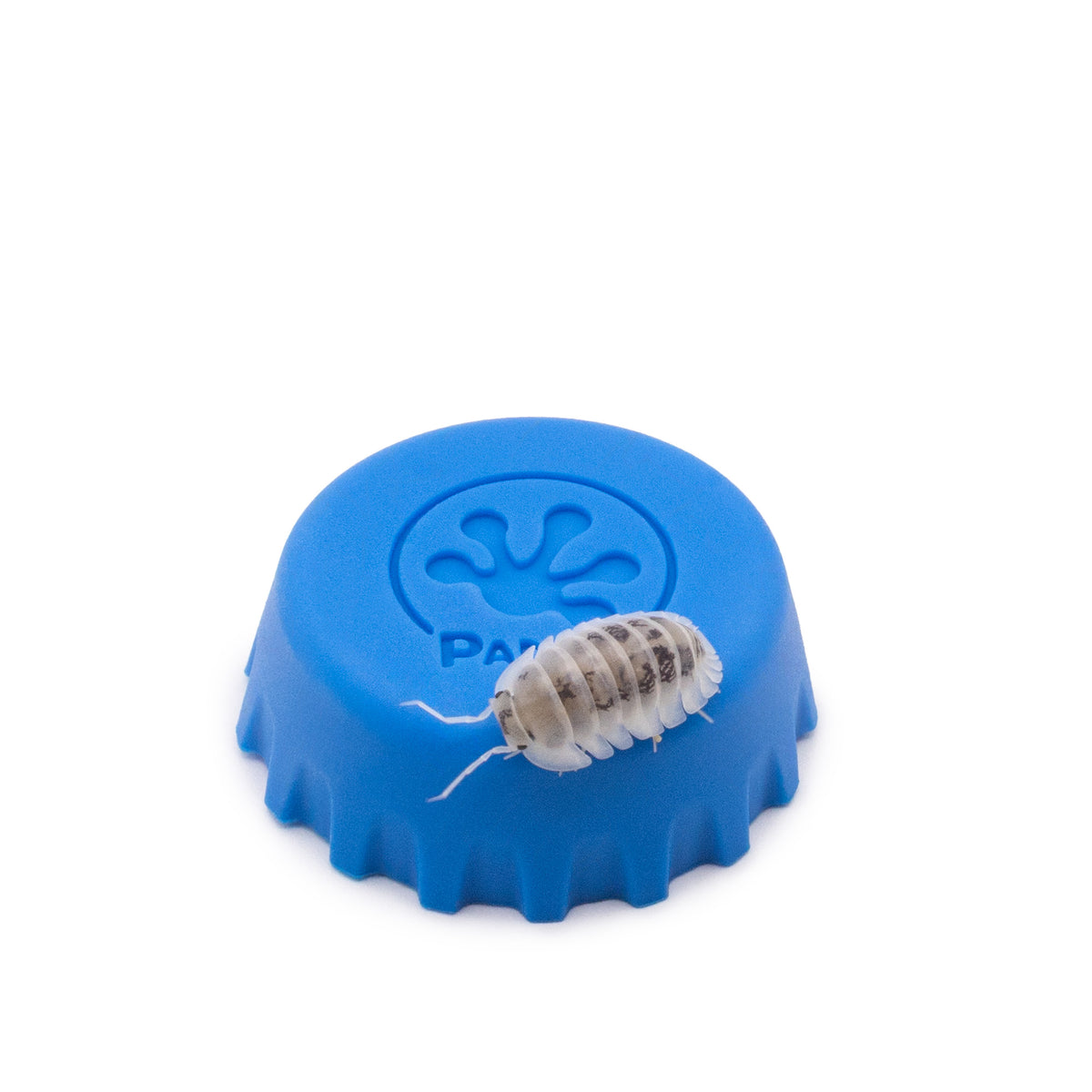 Nesodillo arcangelii ‘Shiro Utsuri’ Isopods