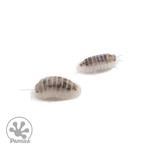 Nesodillo arcangelii ‘Shiro Utsuri’ Isopods