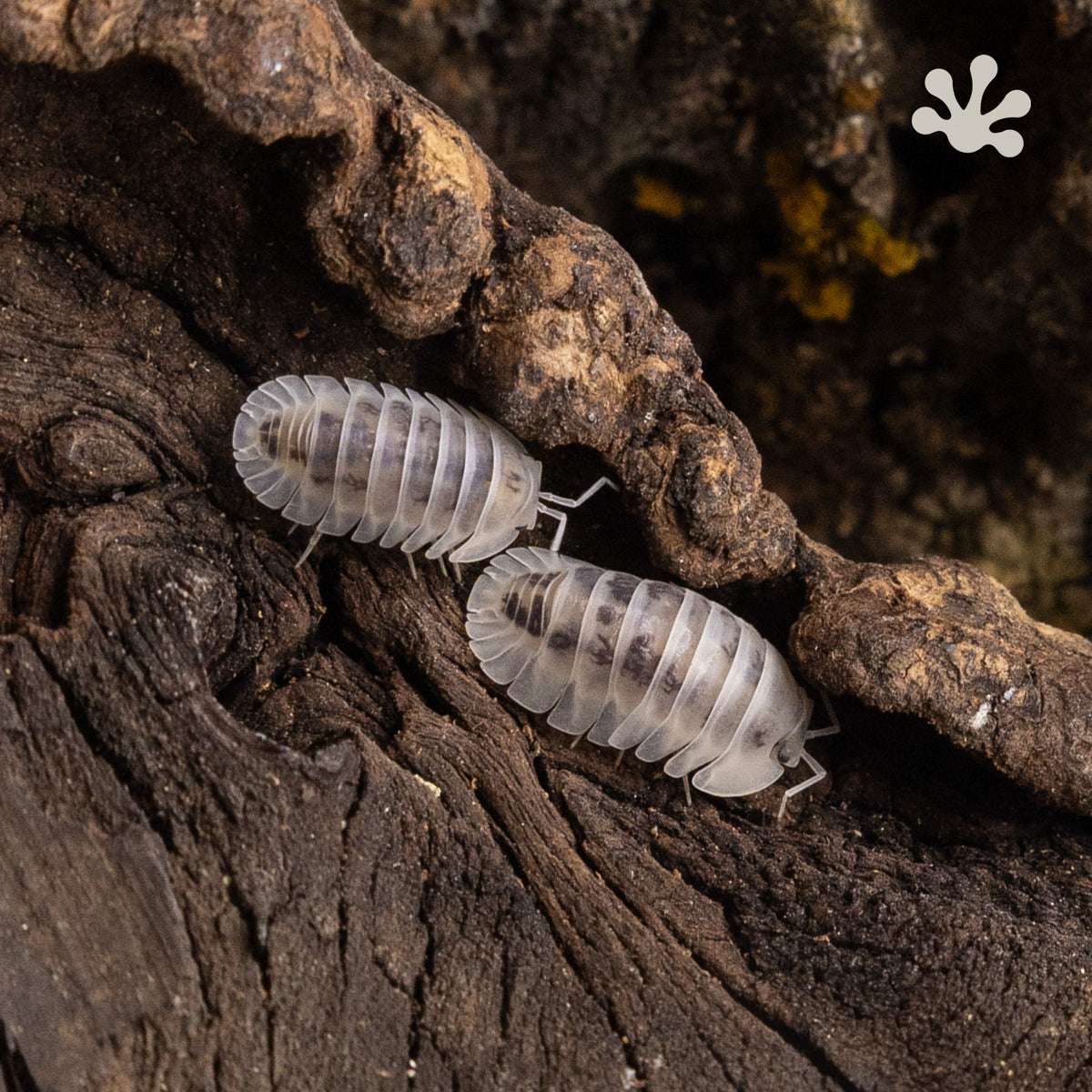 Nesodillo arcangelii ‘Shiro Utsuri’ Isopods