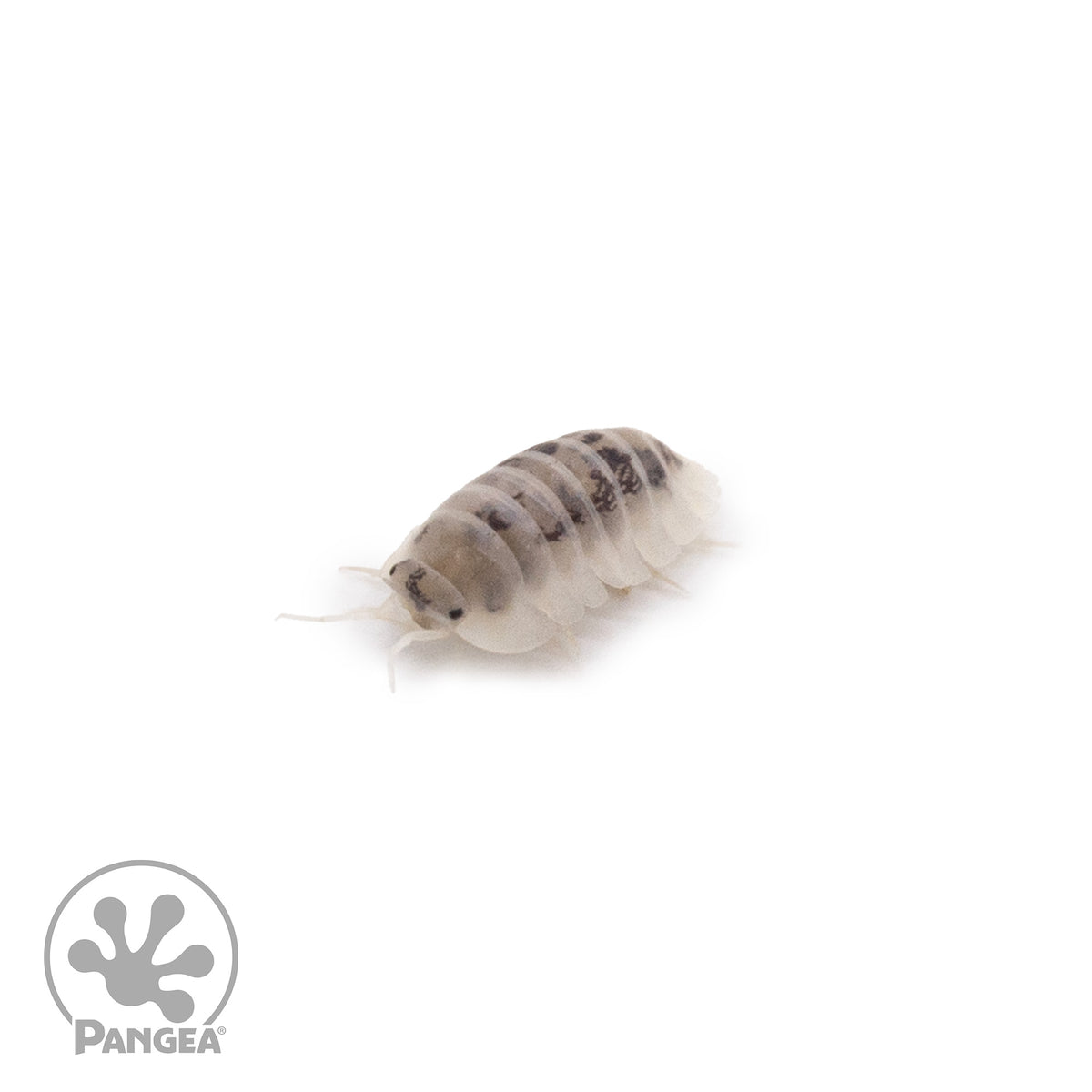 Nesodillo arcangelii ‘Shiro Utsuri’ Isopods