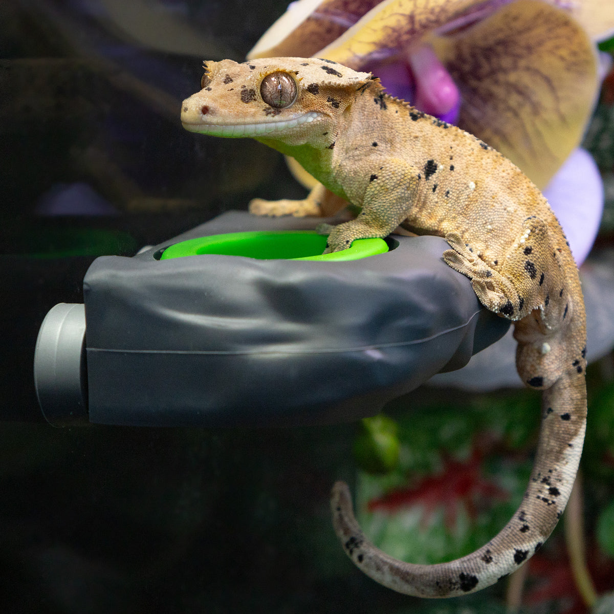 Pangea Eco Ledge - Magnetic Silicone Gecko Food Ledge