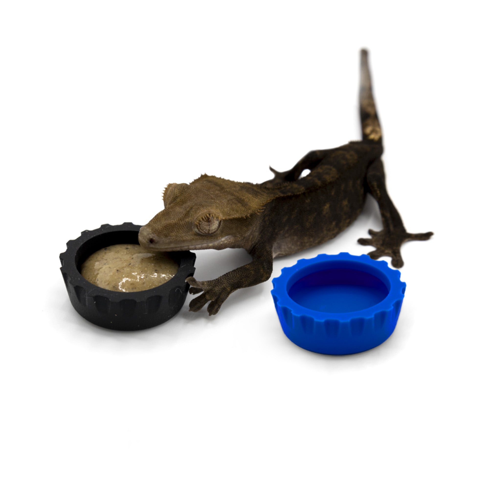Silicone Bottle Cap Gecko Feeding Dish - Pangea Reptile LLC