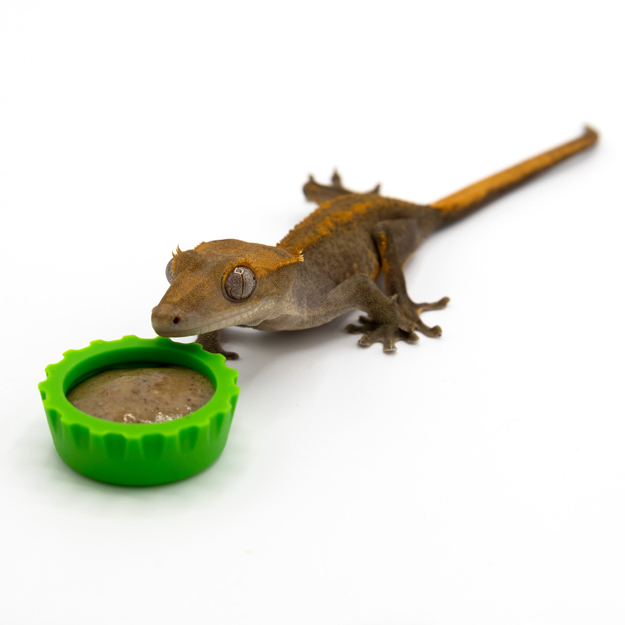 Silicone Bottle Cap Gecko Feeding Dish - Pangea Reptile LLC