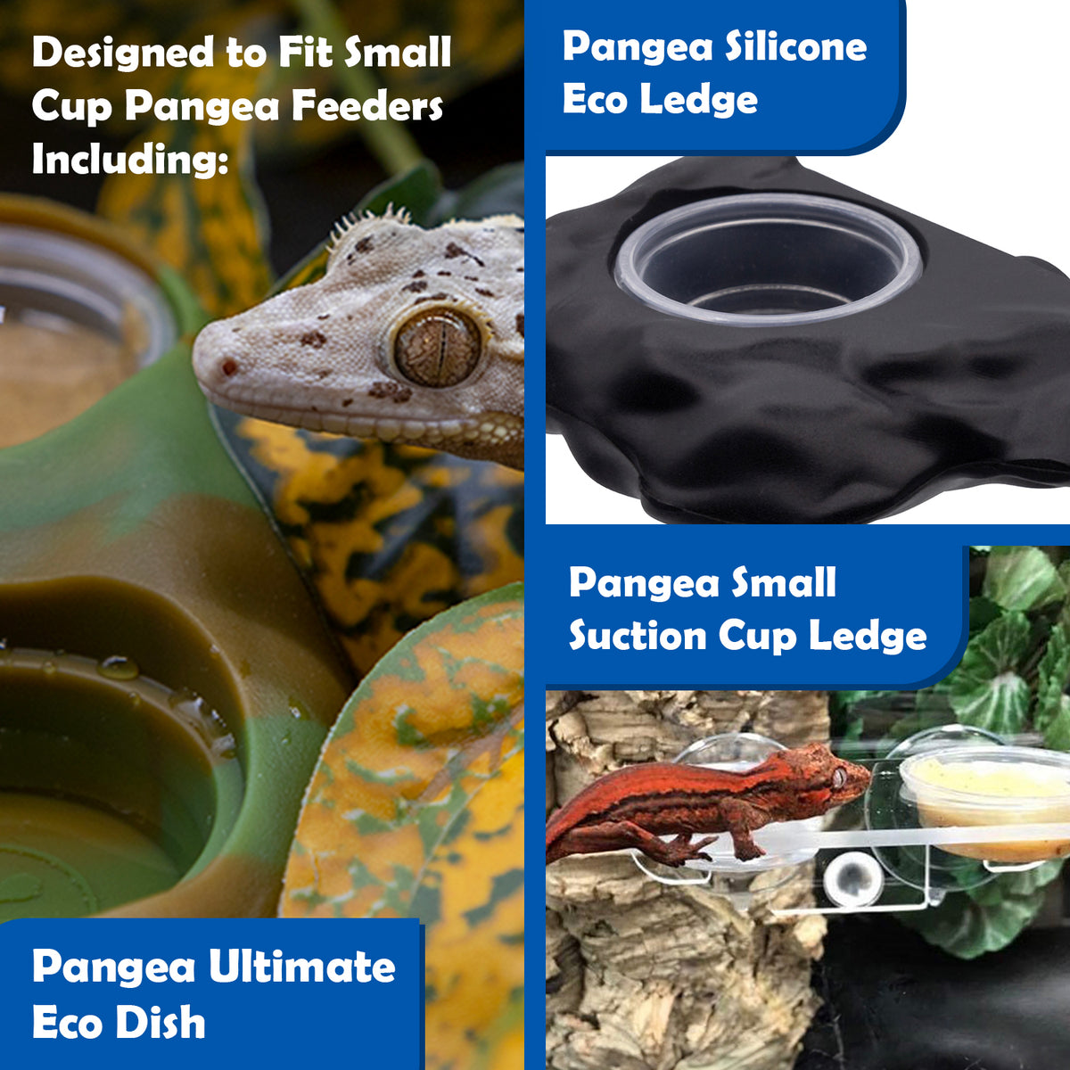 Colorful infographic showing which Pangea feeders the small plastic cup fits into with images of geckos using the feeders