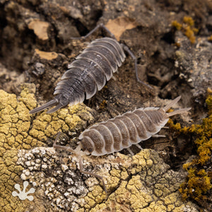 Porcellio hoffmannseggi ‘Titan’ Isopods