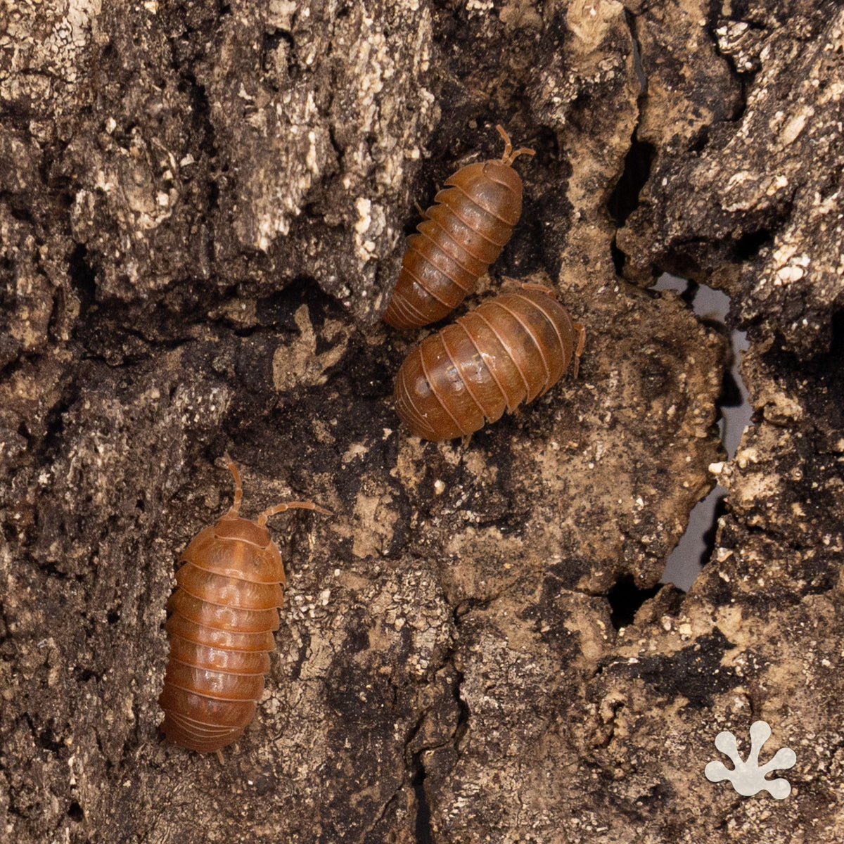 Armadillidium vulgare ‘Orange Vigor’ Isopods