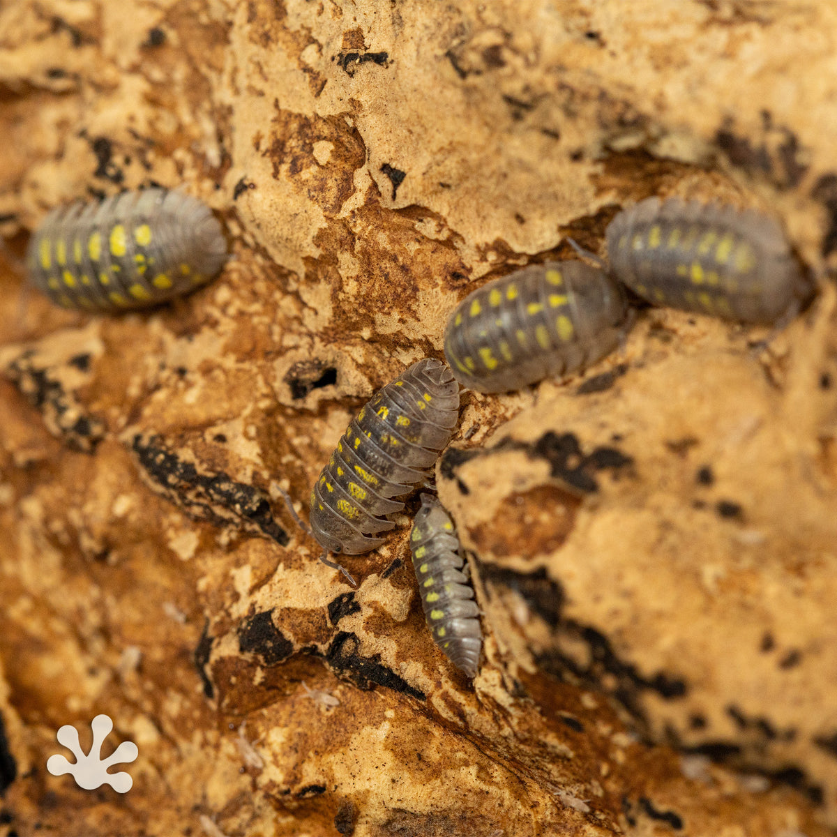 Armadillidium granulatum 'Granulated' Isopods