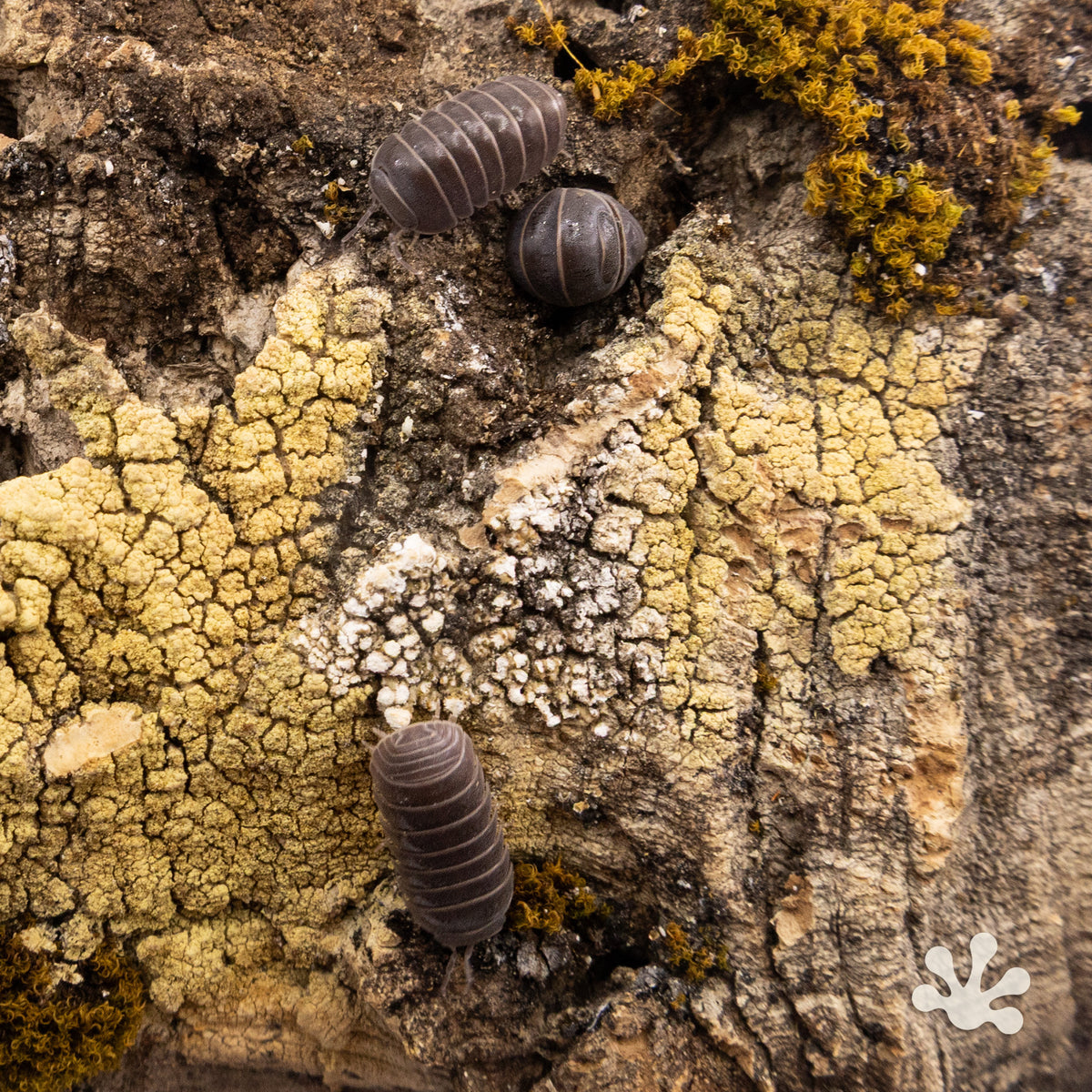 Armadillo officinalis 'Spanish Pill Bug' Isopods
