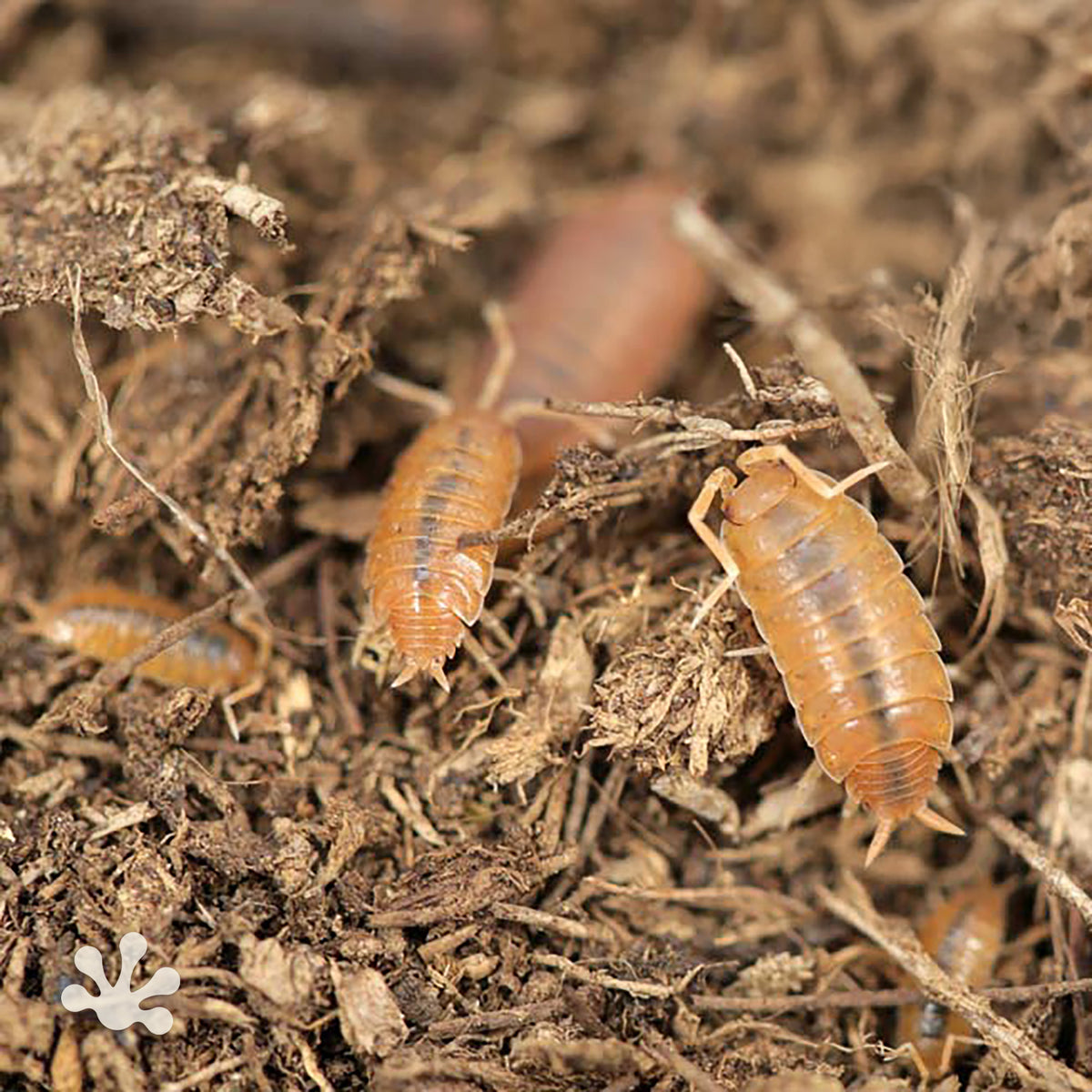 Porcellionides pruinosus 'Powder Orange' Isopods