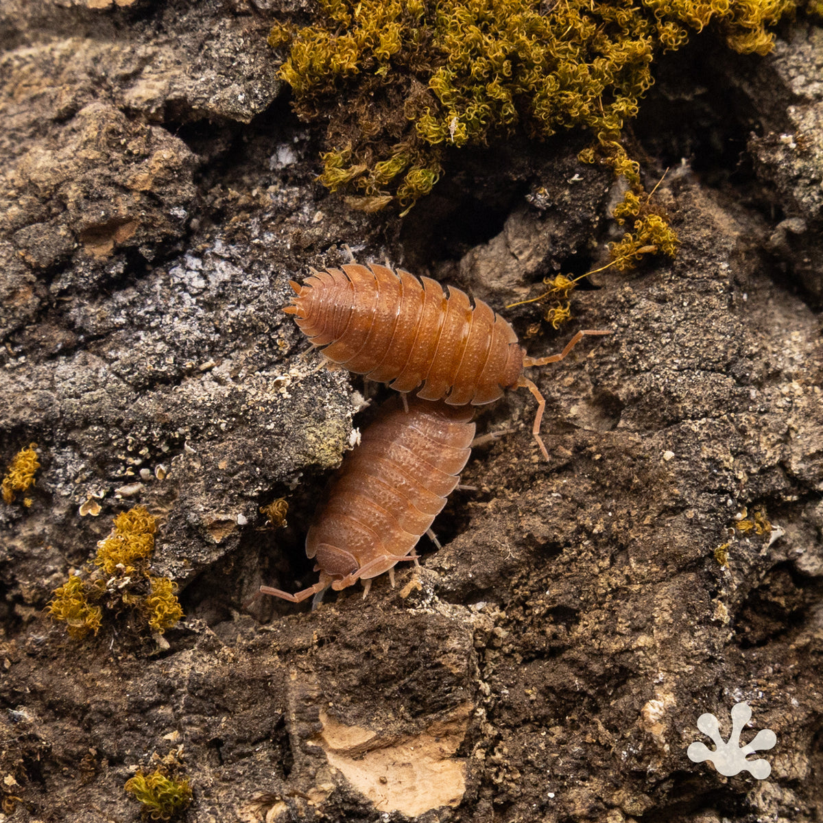 Porcellio scaber 'Spanish Orange' Isopods