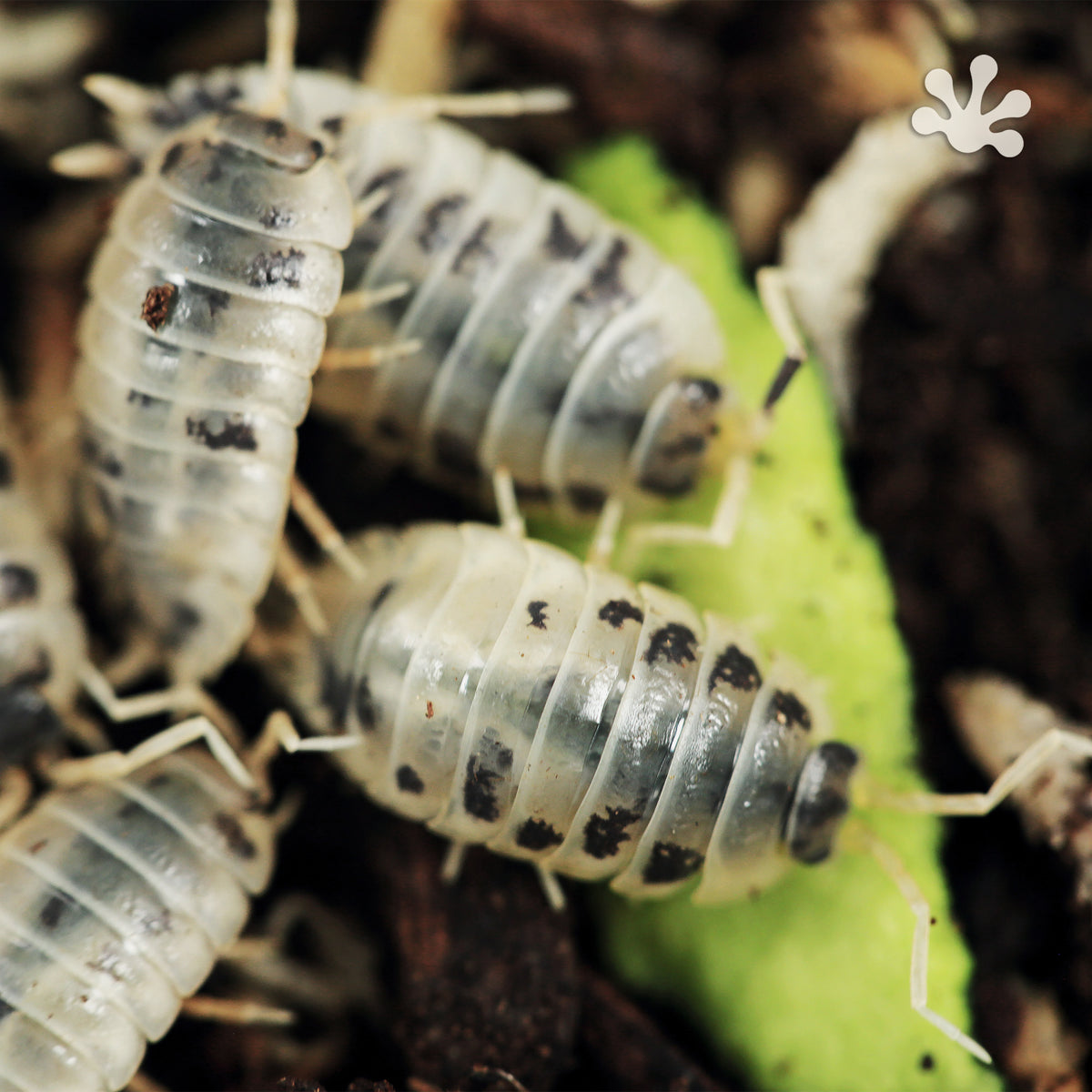 Porcellio laevis 'Dairy Cow' Isopods