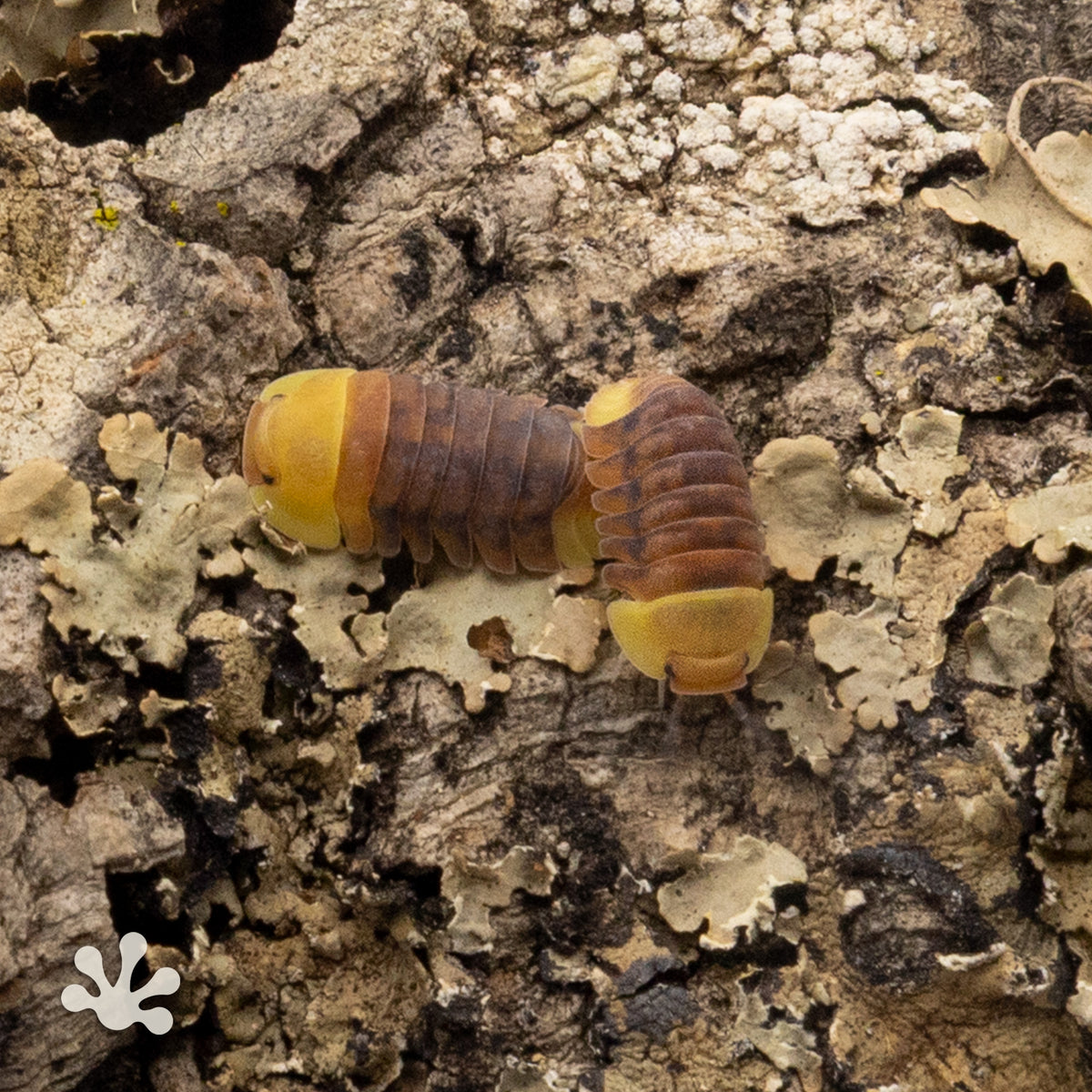 Cubaris sp.  ‘Rubber Ducky’ Isopods