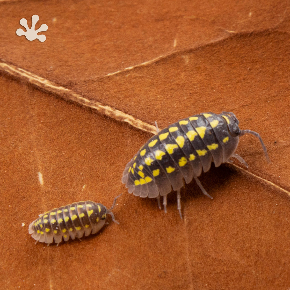 Armadillidium gestroi Isopods
