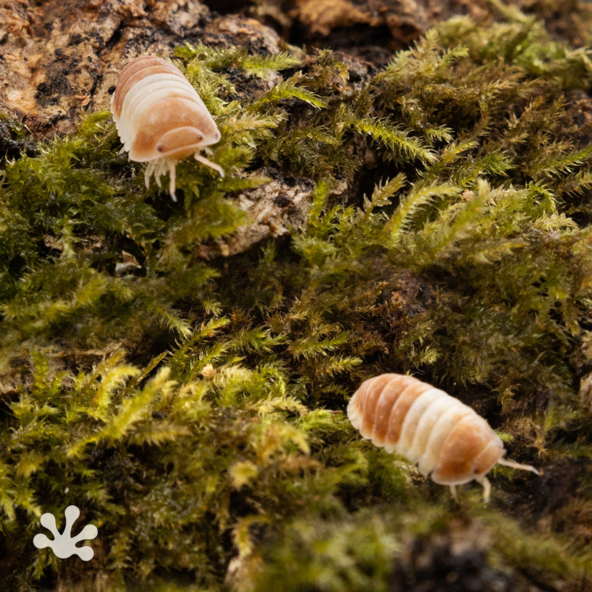 Cubaris sp.  ‘Red Panda’ Isopods