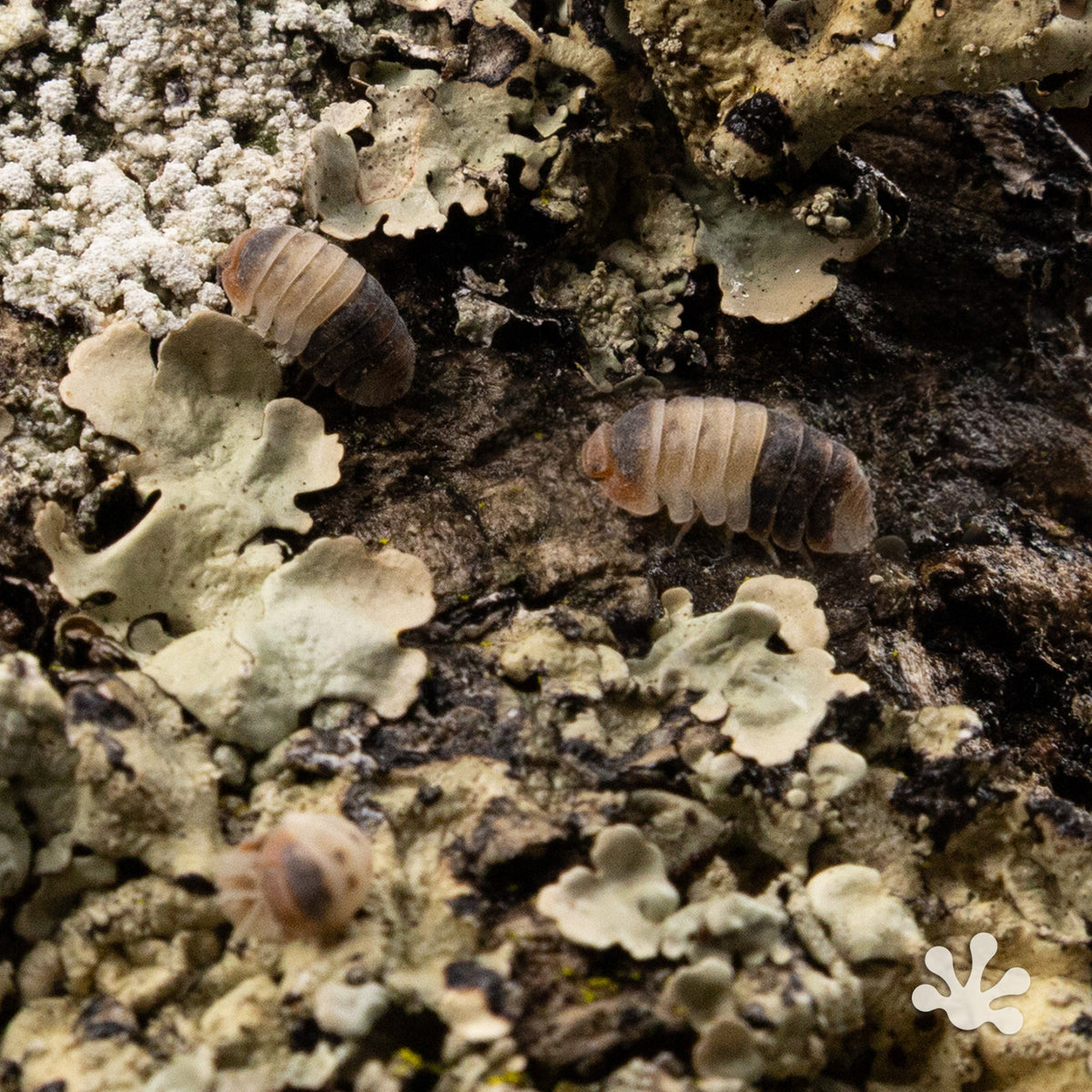 Cubaris sp.  ‘White Shark’ Isopods