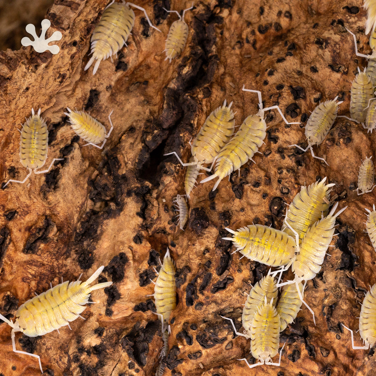 Porcellio bolivari Isopods