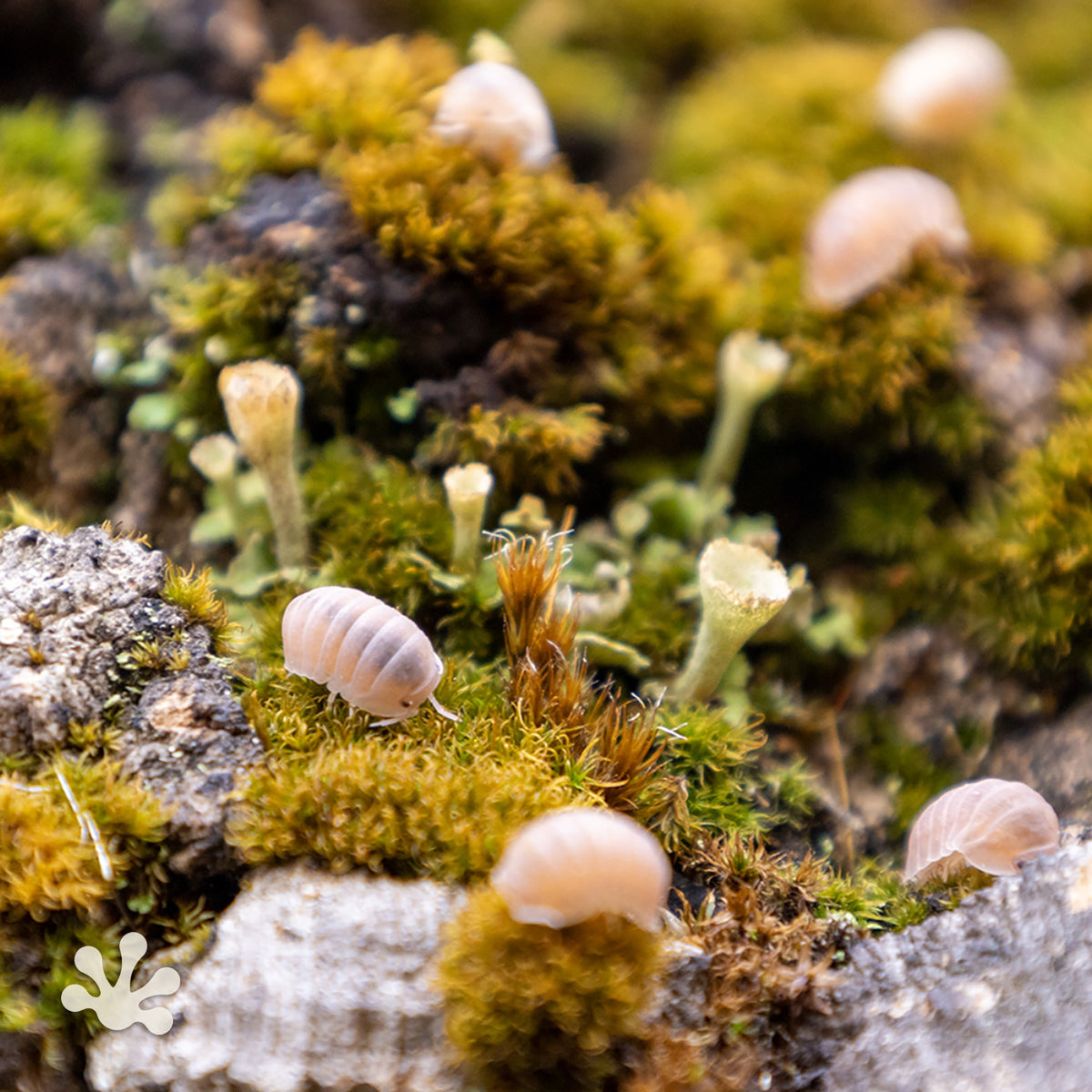 Cubaris murina 'Papaya' Isopods
