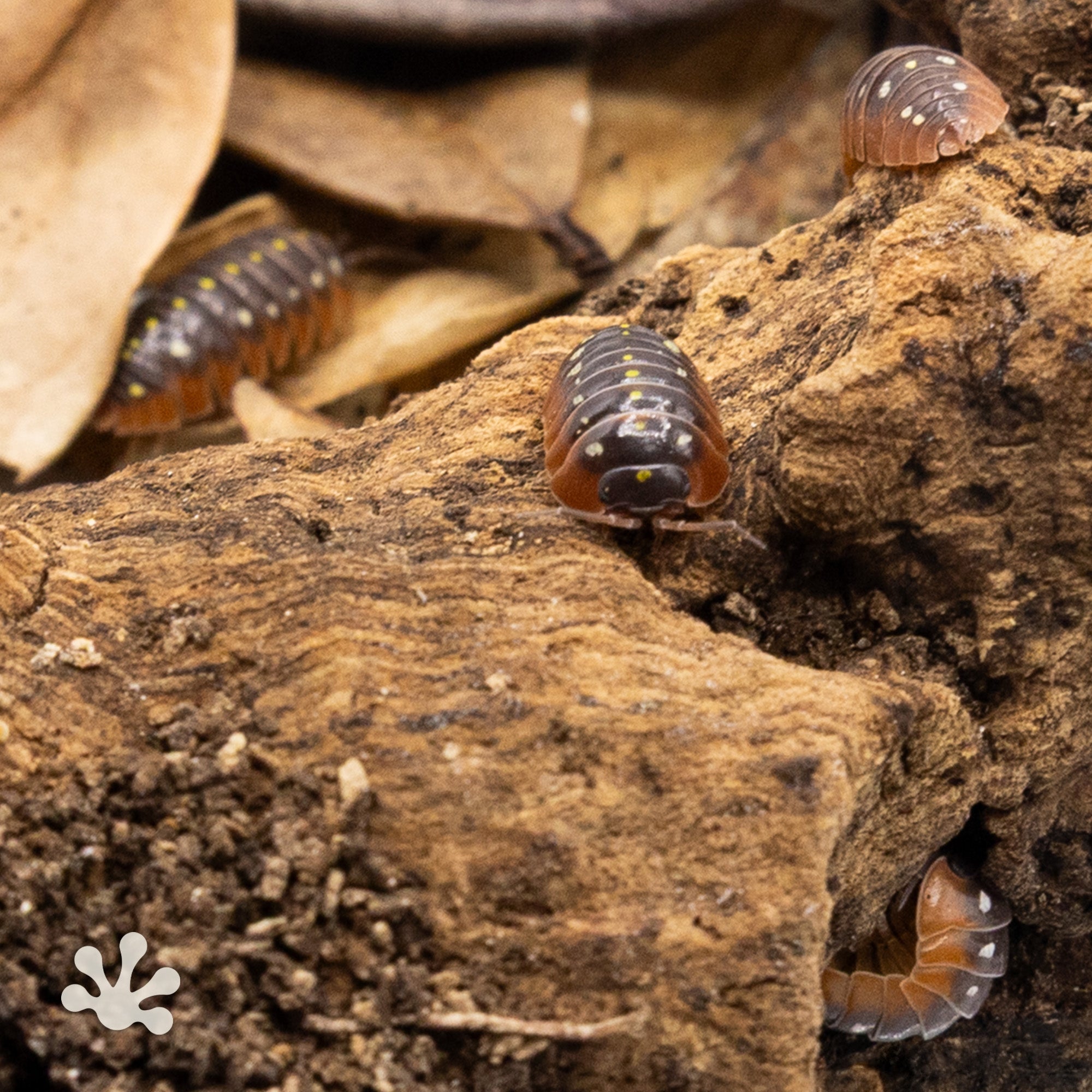 Armadillidium klugii Montenegro Clown Isopods - Pangea Reptile LLC