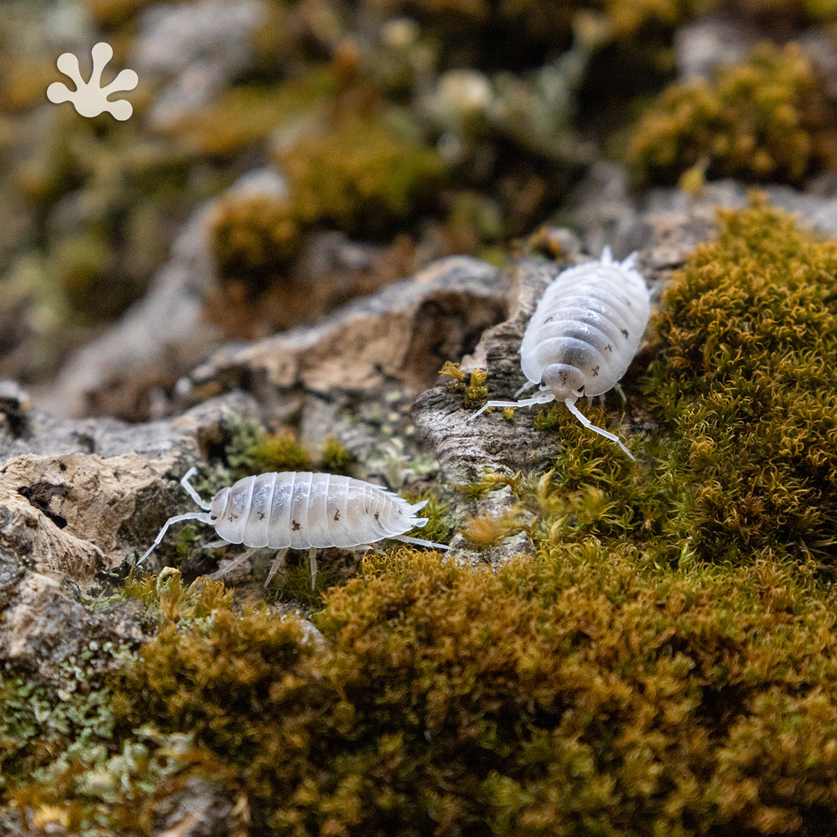Porcellio laevis 'White' Isopods