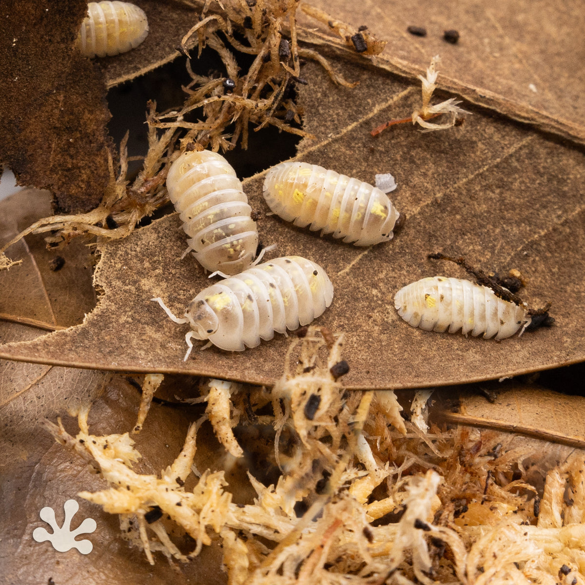 Armadillidium vulgare ‘Magic Potion’ Isopods