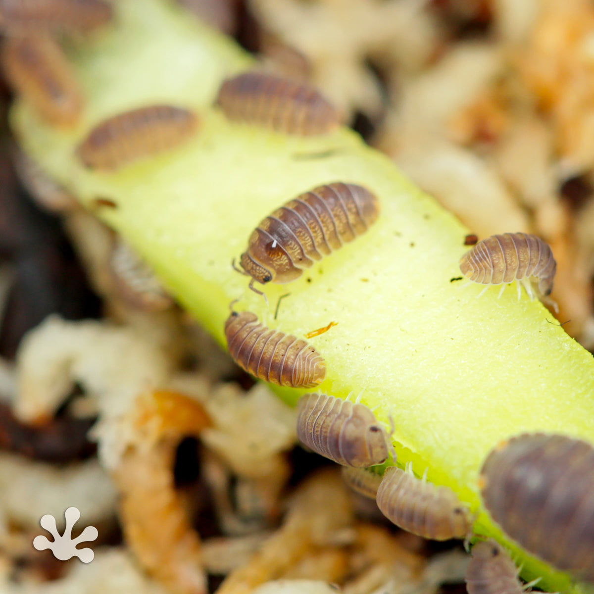 Cubaris murina 'Little Sea' Isopods