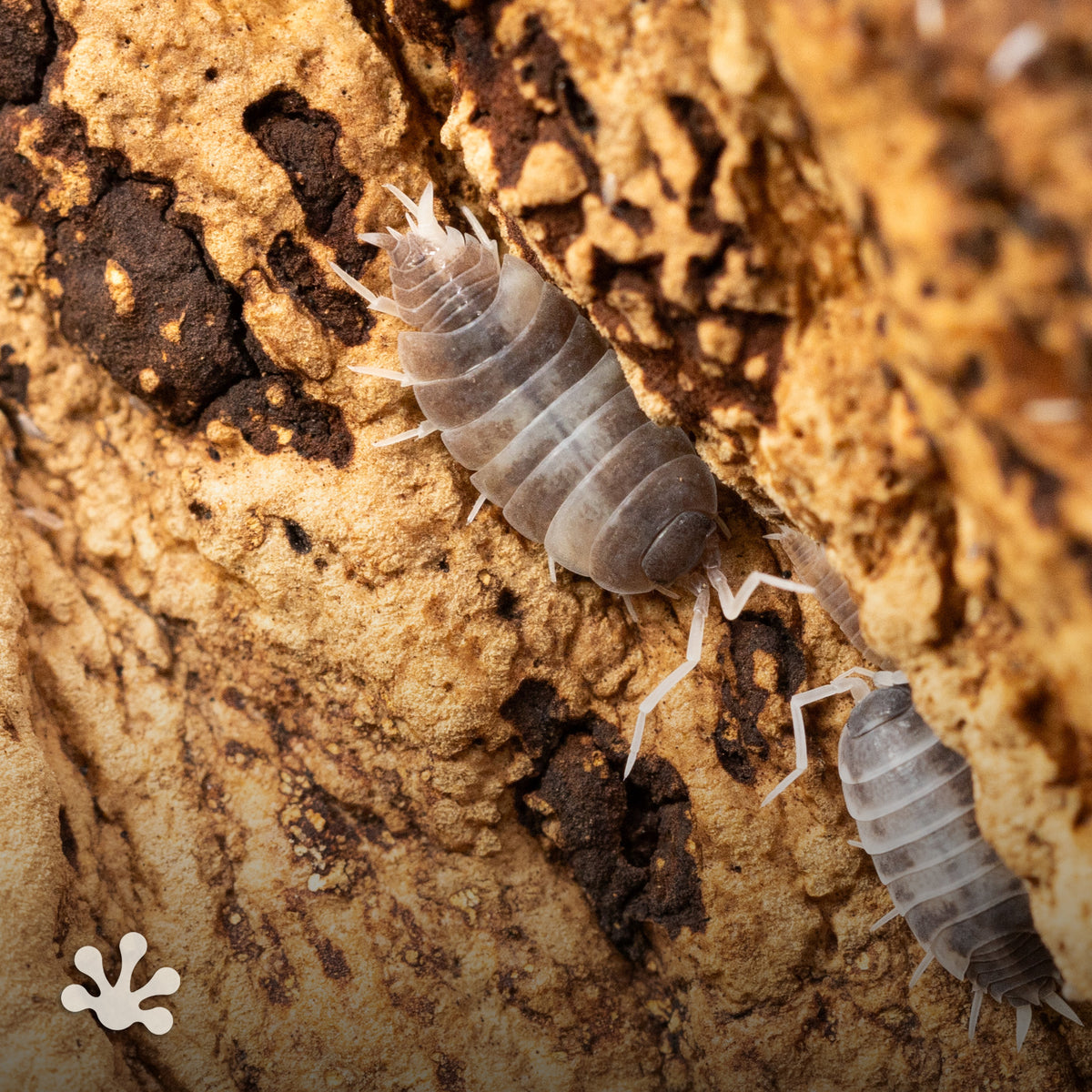 Porcellionides pruinosus 'Oreo Crumble' Isopods