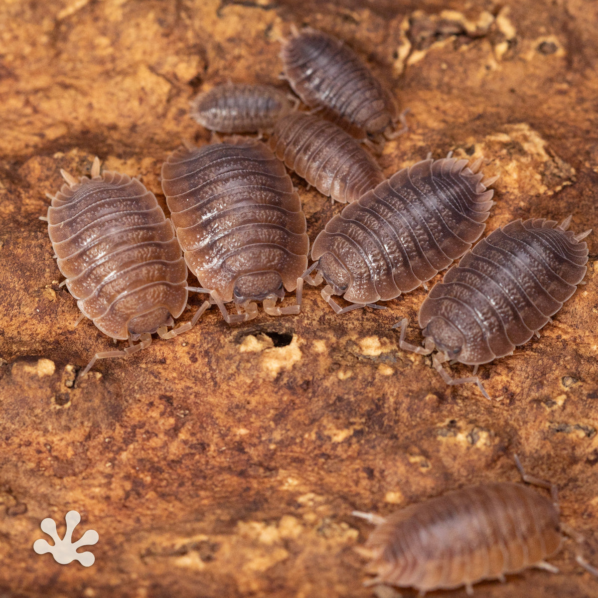 Porcellio dilatatus 'Giant Canyon' Isopods