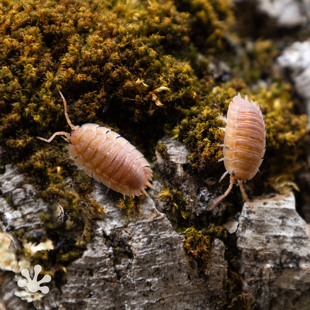 Porcellio scaber 'Orange' Isopods