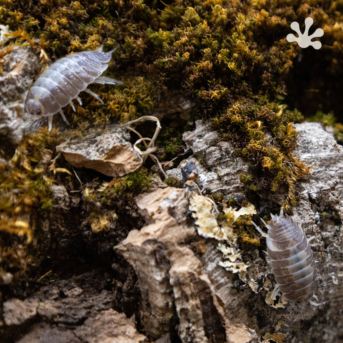 Porcellio laevis 'Milkback' Isopods