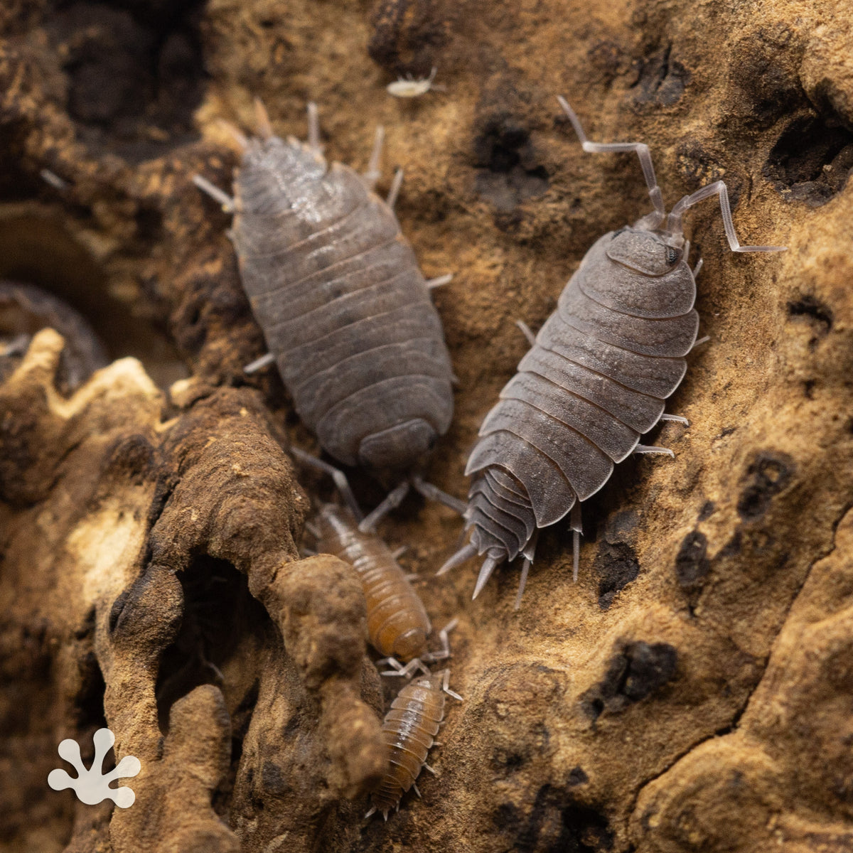 Porcellionides pruinosus 'Powder Blue' Isopods