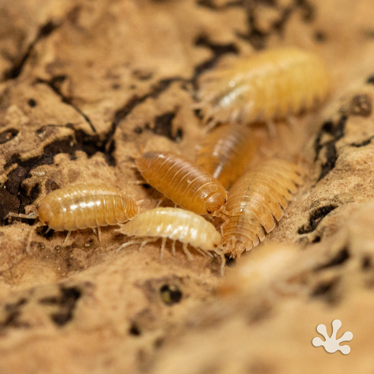 Porcellio laevis 'Orange' Isopods