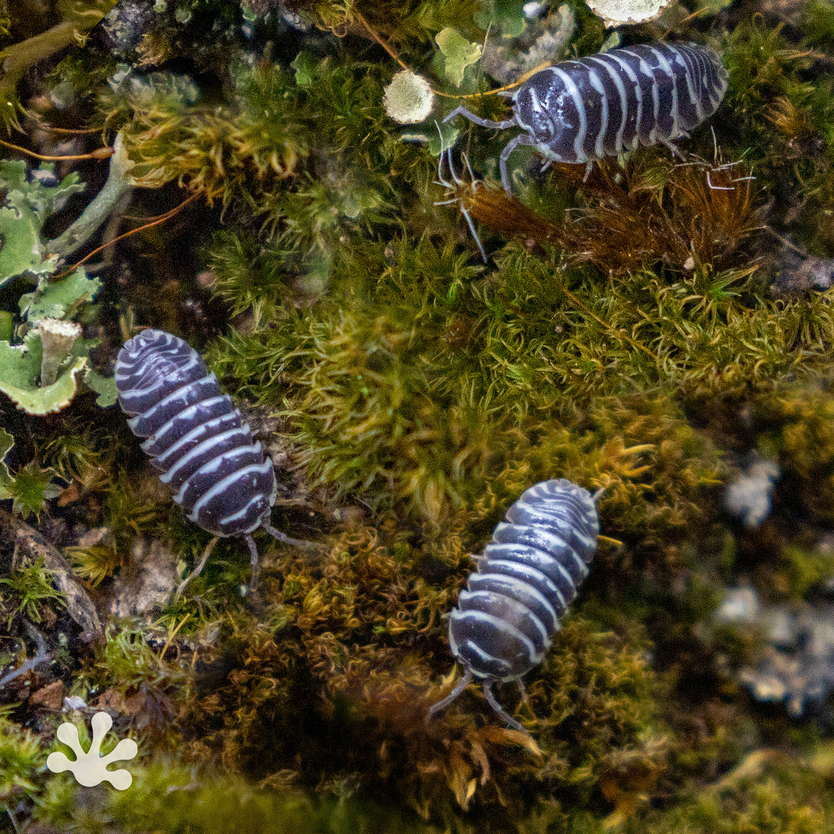 Armadillidium maculatum ‘Zebra’ Isopods