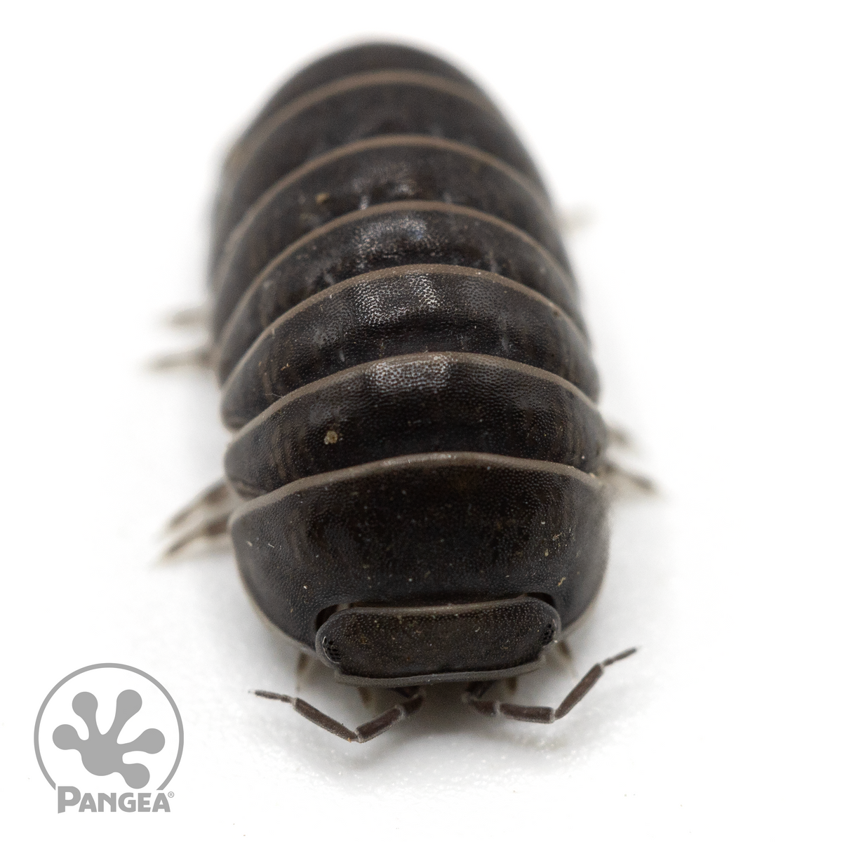 Armadillo officinalis 'Spanish Pill Bug' Isopods - Pangea Reptile LLC