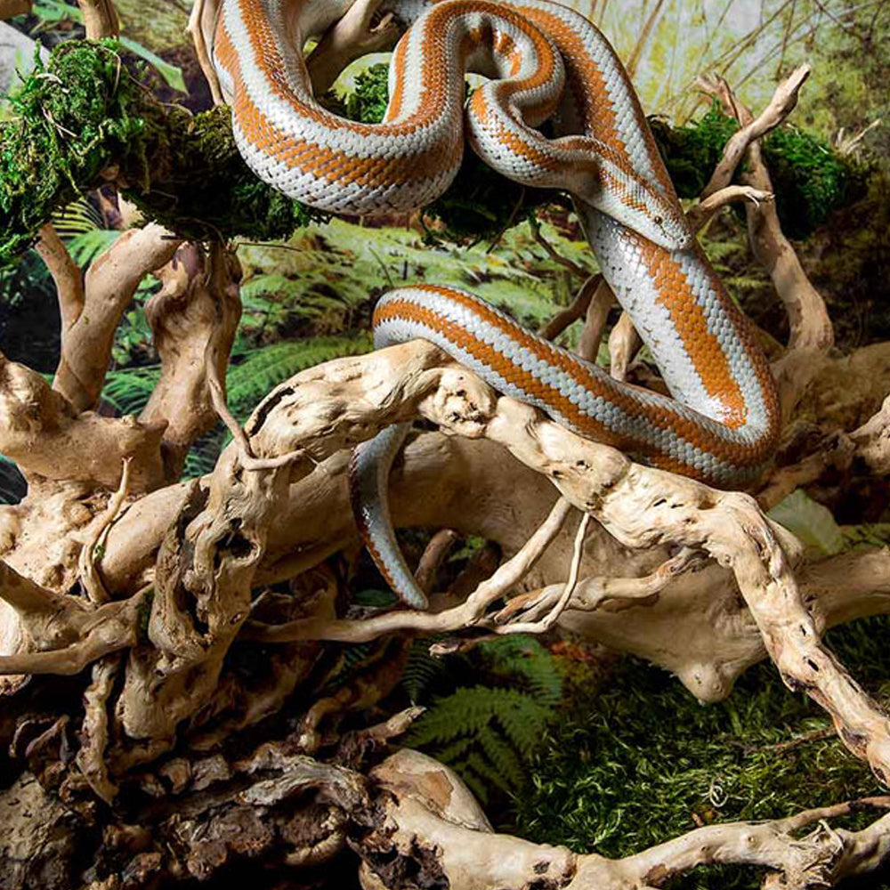 Orange and white snake climbing Galapagos spider wood in an enclosure