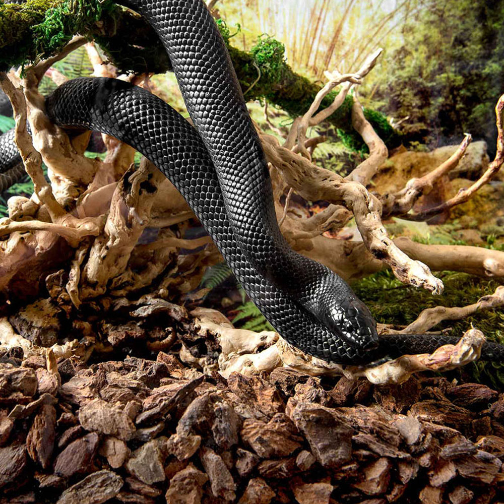 Black snake climbing Galapagos spider wood in an enclosure